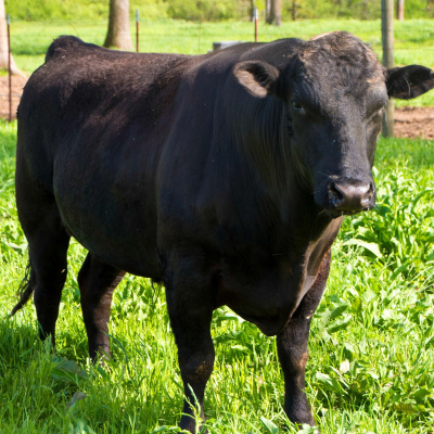 Arkansas Farm Bureau Podcast