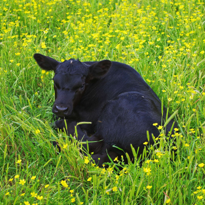 Arkansas Farm Bureau Podcast