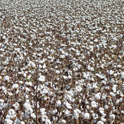 Arkansas Farm Bureau Podcast