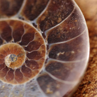 Futureproof Extra: Pigments in the fossil record  the medical applications of Biophotonics