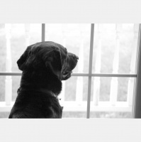 Can Animals Detect Natural Disasters?