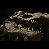 Where Are All The Irish Dinosaurs?