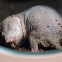 Lessons in longevity from the naked mole-rat