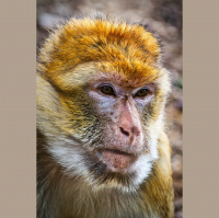 Futureproof Extra: Reading Monkey Brains with AI