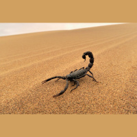 Futureproof Extra: Are Smaller Scorpions More Deadly