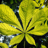 Futureproof Extra: How leaves form their shapes