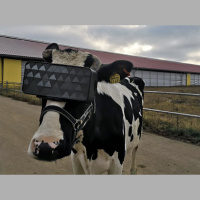 Hooves, Headsets, and Hedonism