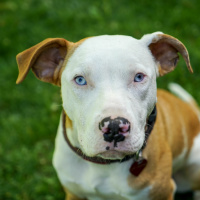 All We Are Sayings is Give Pits a Chance