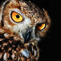 Owls are so freaking cool!