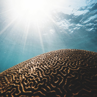 Brain Tingles  Prodependency