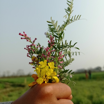 Shine On! Kaceys Health  Happiness Show