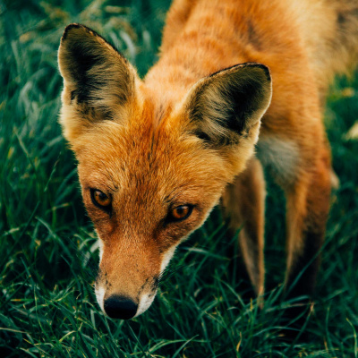 Shine On! Kaceys Health  Happiness Show