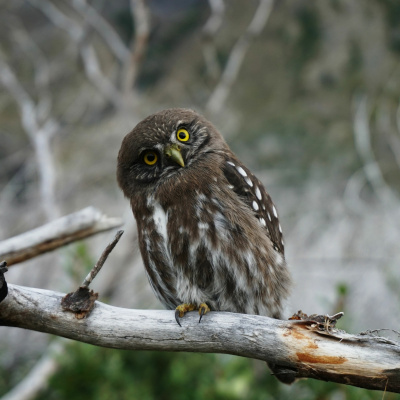 Shine On! Kaceys Health  Happiness Show