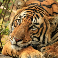 Tiger Conservation amp Cartography mapping protected areas for the most endangered species in the world.