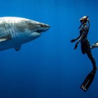 Shark Attacks: Myths, Misunderstandings and Human Fear with Dr. Blake Chapman