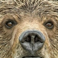 Grizzly Bear Biology and Recovery in Montana