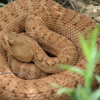 SNAKES: evolution, reproduction, venom amp more with Dr. Sean Graham.