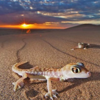 Desert Ecosystems with Dr. Sean Graham