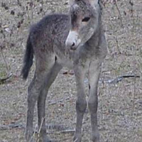 Poem - The Donkey