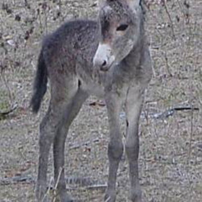 Alan Palmers Language Chat Podcasts