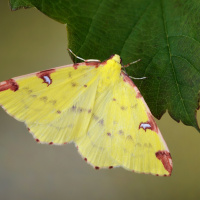 the moth and the light