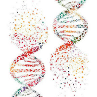 Nucleotides: The Forgotten Nutrients? Part 2