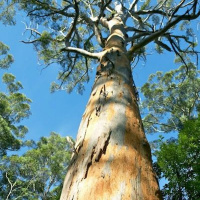 Jess Beckerling on Native Forest Logging in the South-west