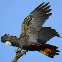 Dr Jasmina Brankovich of WAFA on the Barnett governments Biodiversity Conservation Bill