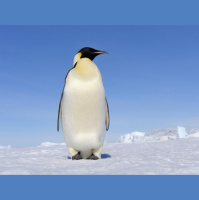 #55 - J.A.G Og Skyte En Pingvin I Ansiktet (Vegard Iversen)