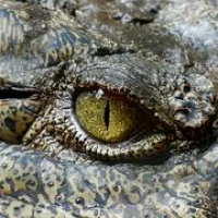 Shit That Will Kill You Down Under - Crocs - Part 2 of 4