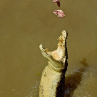 Shit That Will Kill You Down Under - Crocs - Part 4 of 4