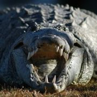 Shit That Will Kill You Down Under - Crocs - Part 3 of 4