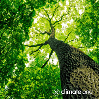 Clearing the Air on Carbon Offsets