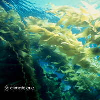 Peat, Kelp and Trees: Nature-Based Carbon Capture