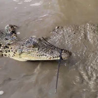 Alex ‘Wookie” from Spectacular Jumping Crocodile Cruise says the crew spotted young croc Jiminy struggling with cable ties around his mouth during a tour on Monday and sprung into action to remove the restrictions, also alerting NT Parks of the deliberate