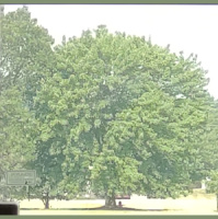 243: Unease of Being Green