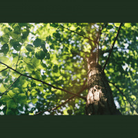 Love trees? This is the episode for you