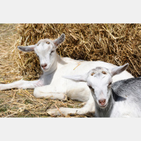 Audio Article: The Controversy of Dehorning