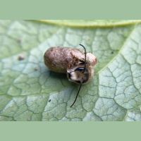 Ep. 132 Hosting Solitary Bees