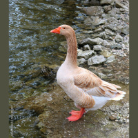 Audio Article: Friendly Geese for Backyard Flocks