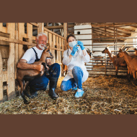 Audio Article: Goat Vaccinations and Injectables