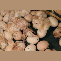 Ep.138 Chick Incubation
