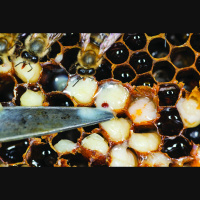 Audio Article: Why Did My Bees Die?