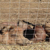 Old Ways Create New Markets at Appalachian Farm