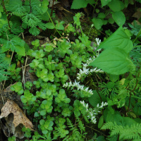 Finding Futures in Forest Farming