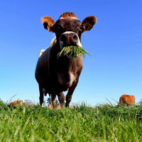 Top O The Crock: The Great Beef Episode