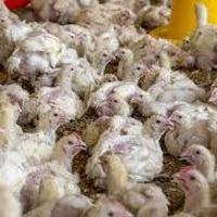 Top O The Crock: The Joys Of Factory Farming