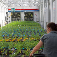 120: Live From Derby Lane - Meet Medicated Matt, Bring On Beginners Luck 07-07-2018