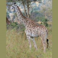The Giraffe From Last Night