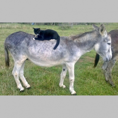 Cashing In With T.j. Miller